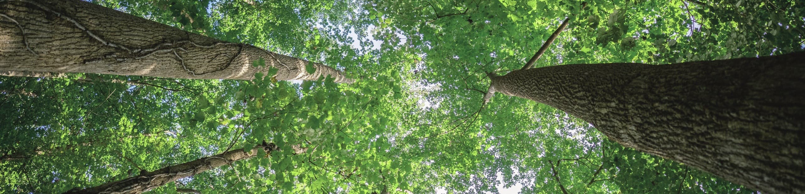 问鼎国际(中国区) - 官方网站